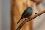 Blue-capped cordon-bleu