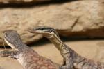 Kimberley rock monitor