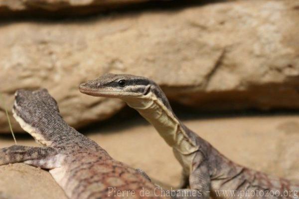 Kimberley rock monitor