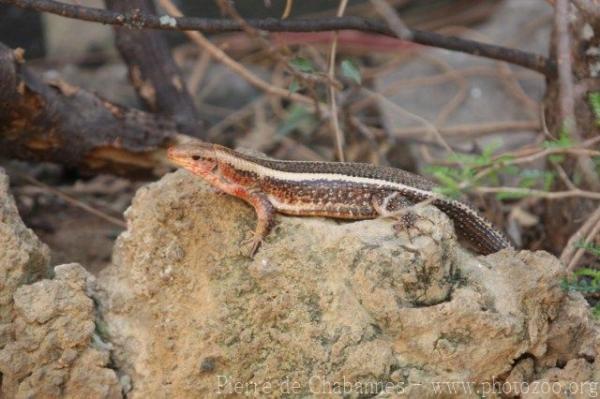 Western girdled lizard