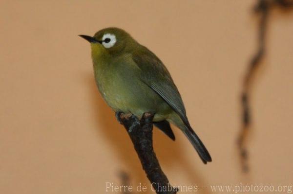 African montane white-eye