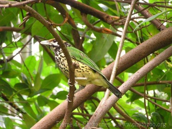 White-eared catbird