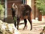 Mountain anoa