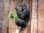 Western lowland gorilla