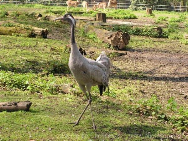 Common crane