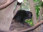 Black lion tamarin *