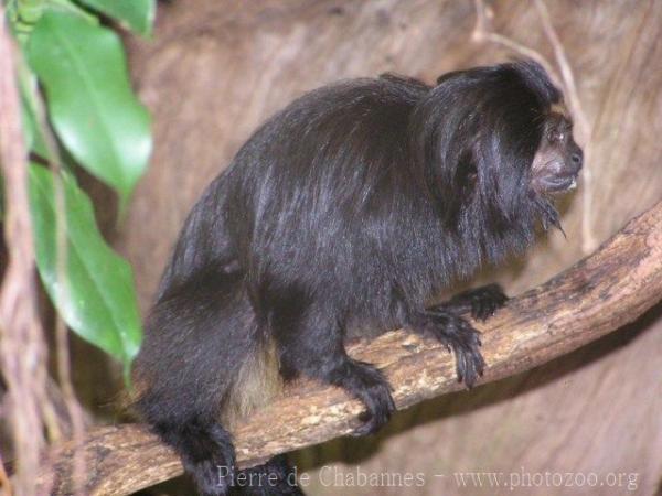 Black lion tamarin *