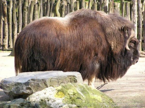 Ward's musk ox