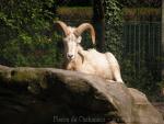 Alaskan white sheep