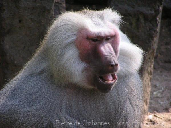 Hamadryas baboon