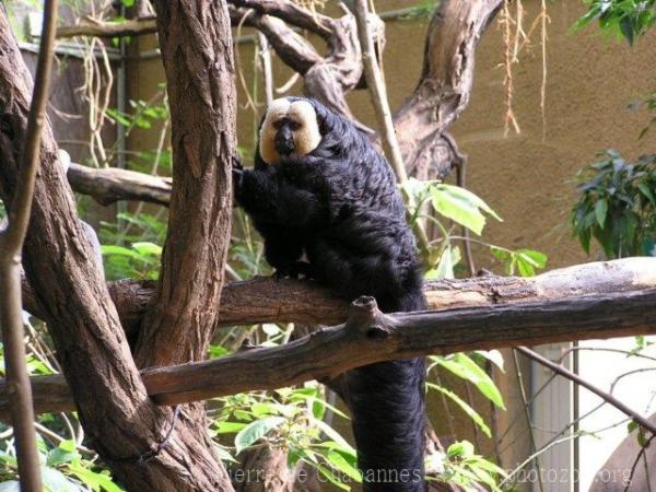 White-faced saki