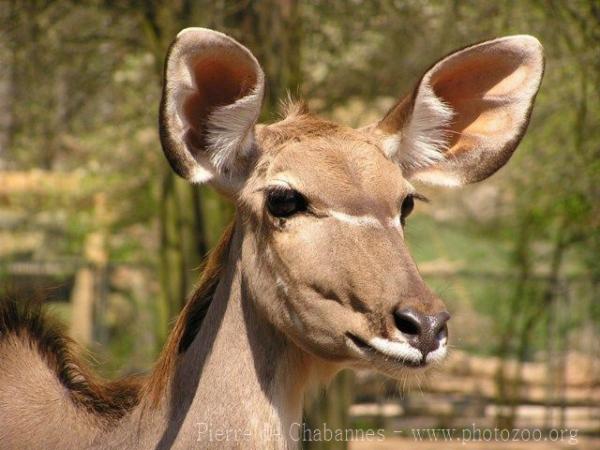 Greater kudu