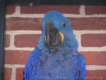 Hyacinth macaw