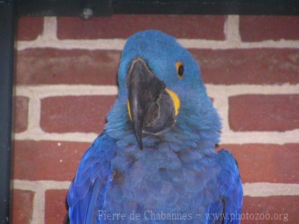 Hyacinth macaw