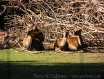 Western red deer