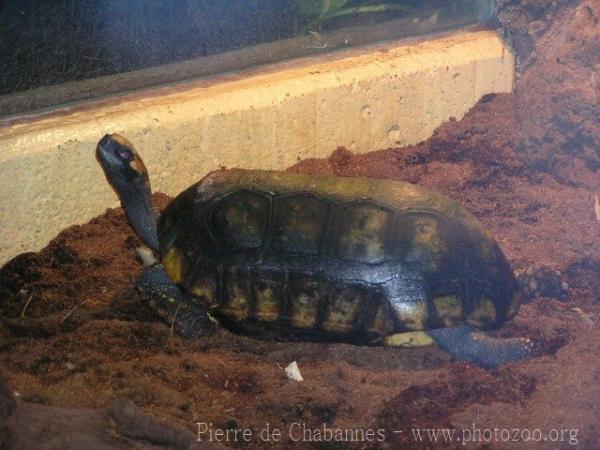 Yellow-footed tortoise