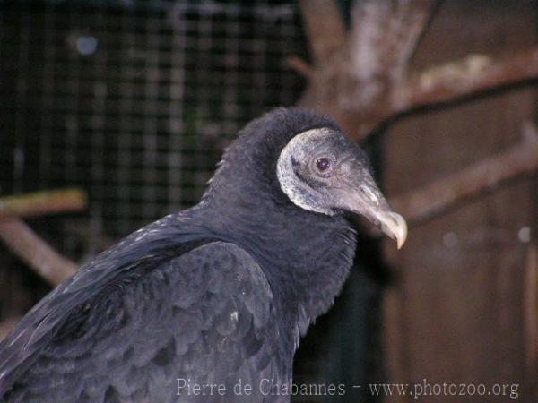 American black vulture