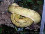 Garden tree boa