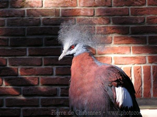 Southern crowned-pigeon