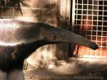 Giant anteater