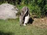 Giant anteater