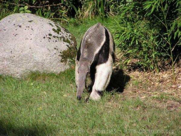 Giant anteater