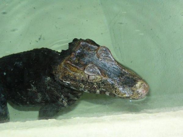 Smooth-fronted caiman