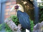 Papuan hornbill