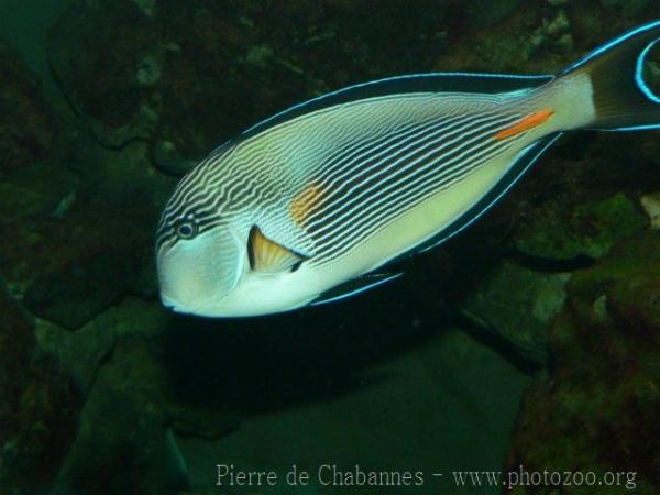 Sohal surgeonfish