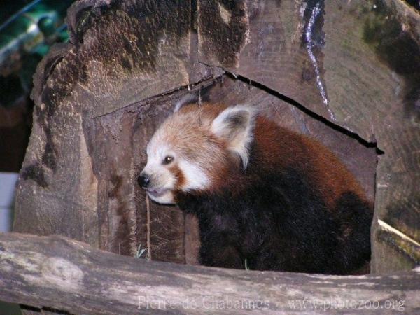 Red panda