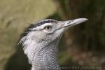 Kori bustard