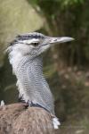 Kori bustard