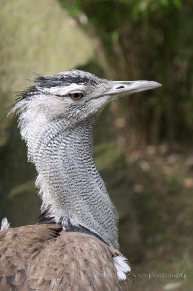 Kori bustard