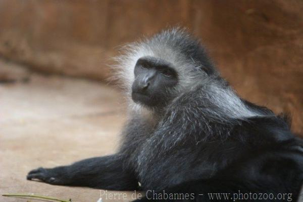 King colobus