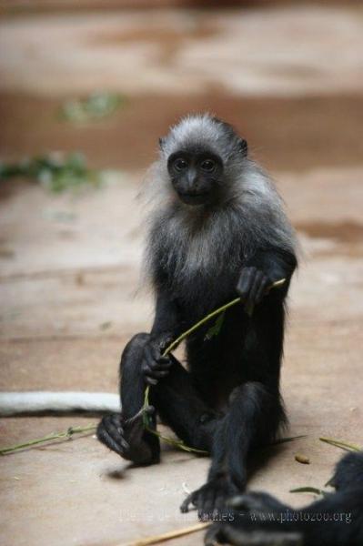 King colobus