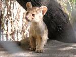 Fossa