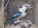 Blue-winged kookaburra