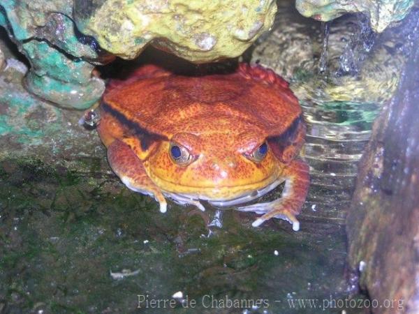 Madagascar tomato frog