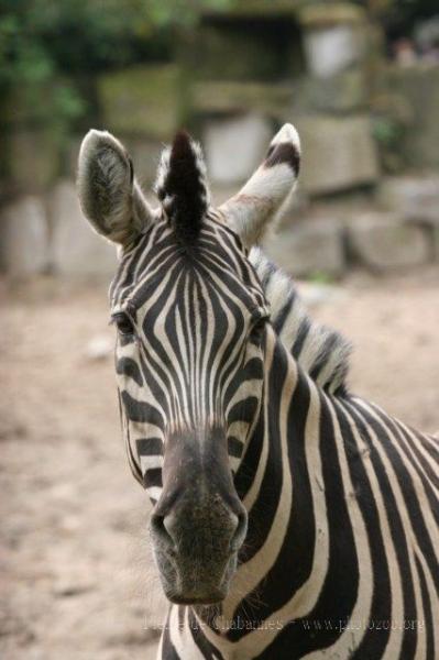 Burchell's zebra