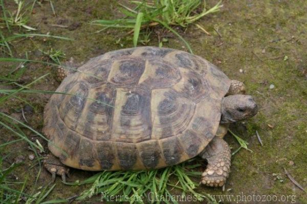 Hermann’s Tortoise