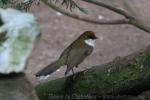 White-throated laughing-thrush *