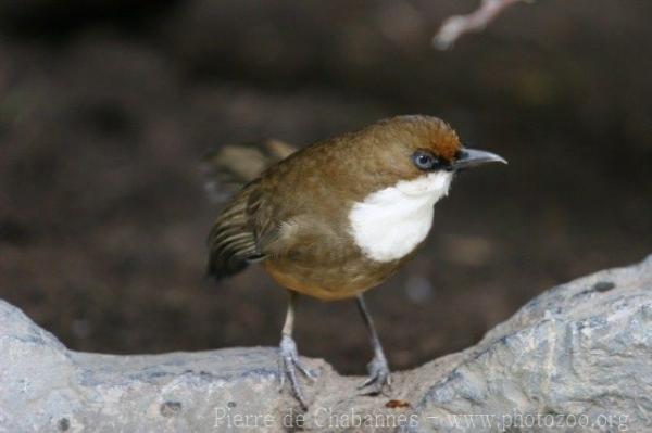 White-throated laughing-thrush *