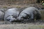 Pygmy hippopotamus