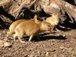 Capybara