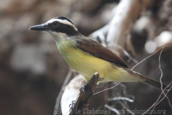 Lesser kiskadee