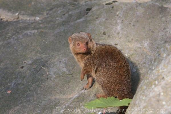 Common dwarf mongoose