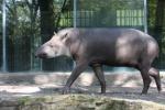 Lowland tapir