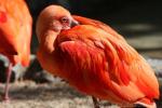 Scarlet ibis