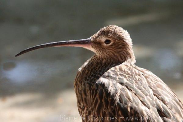 Eurasian curlew