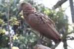 Hamerkop